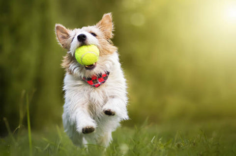 Pet Toys