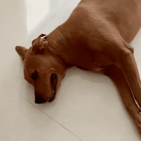 HydraPaw