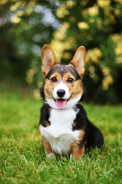 Everyday adventures, made for paws